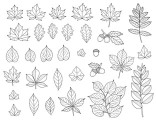 Fall Leaves Line Art, Maple, Oak, Elm, Birch, Linden, Autumn Foliage Set