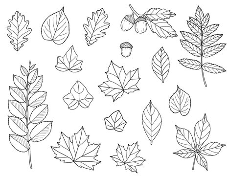 Autumn Leaf Line Art, Maple, Oak, Elm, Birch, Linden, Fall Foliage Set