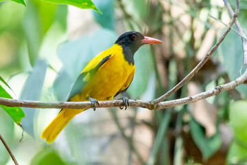 Black-hooded oriole