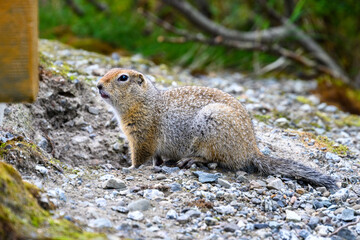 Closeup of cute ground squirrel, Katmai National Park, Alaska
