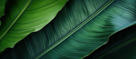 Close-up view of a big leaf from a banana plant.