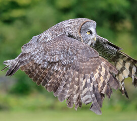 Fototapeta premium Great-horned owl in flight, Quebec, Canada