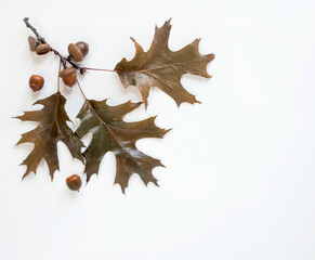 Three Brown Oak Leaves Branch with Acorns
