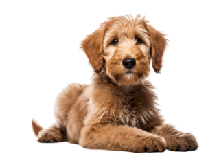A Shepadoodle is a mixed-breed dog that is a cross between a German Shepherd and a Standard Poodle.