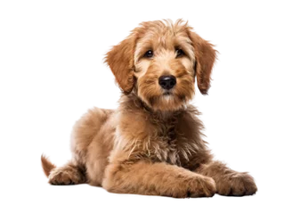  A Shepadoodle is a mixed-breed dog that is a cross between a German Shepherd and a Standard Poodle. © krit