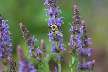 A two-spotted bumble bee on woodland sage flowers
