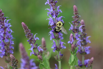 A bumble bee enjoying woodland sage flowers
