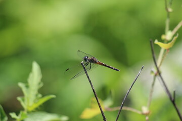 A blue dasher dragonfly holding onto a  twig