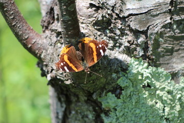 A red admiral butterfly on a lichen covered tree