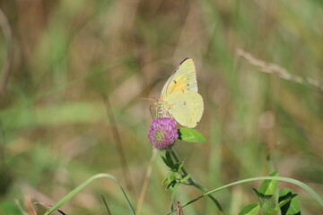 An orange sulphur butterfly on a red clover flower