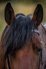 close up of bay roan mustang horse in rope bridle 