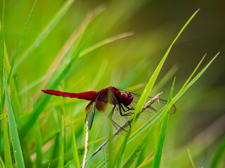 水辺の草むらの真っ赤な赤とんぼ