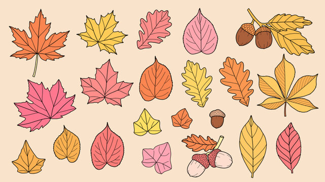 Autumn Leaves Vector Set, Maple, Birch, Elm, Oak, Acorn, Linden, Horse Chestnut, Fall Foliage Illustration