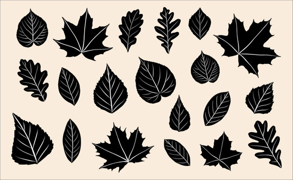 Set of black autumn leaves, black and white fall leaf, maple, birch, elm, oak, horse chestnut leaves