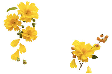 yellow flowers cosmos local flora of asia arrangement flat lay postcard style  - obrazy, fototapety, plakaty