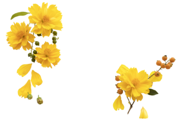 yellow flowers cosmos local flora of asia arrangement flat lay postcard style 