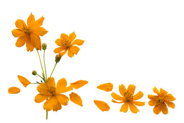 orange flowers cosmos local flora of asia arrangement flat lay postcard style 