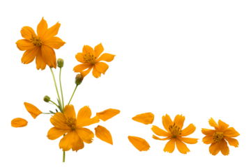 orange flowers cosmos local flora of asia arrangement flat lay postcard style 