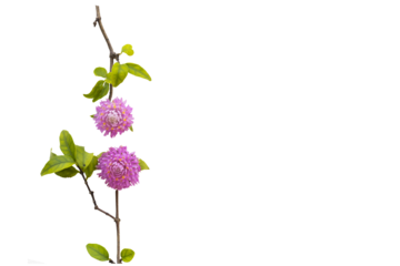 pink flowers globe amaranth local flora of asia arrangement flat lay postcard style 