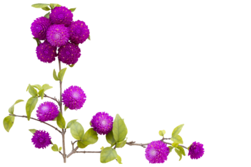 purple flowers globe amaranth local flora of asia arrangement flat lay postcard style 
