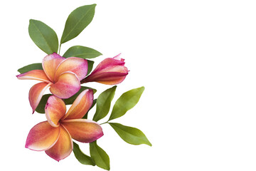 colorful, orange flowers frangipani local flora of asia arrangement flat lay postcard style 