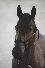 portrait of roan mustang horse in halter