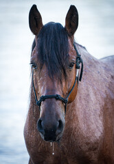 Domestic Roan Mustang Horse Portrait