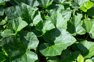 Fresh pumpkin green leaves in the garden