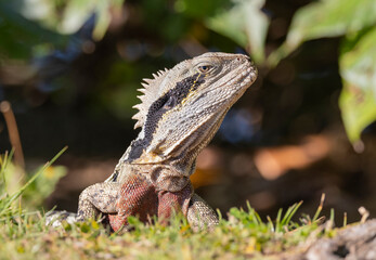 Close up of an Eastern Water Dragon in it's native habitat in Queensland, Australia