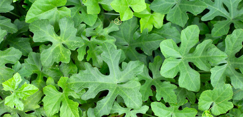 Lvy Gourd. fresh green  leaves
