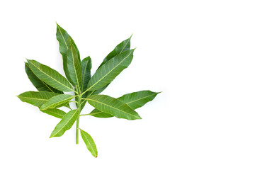 Mango leaves on white background.