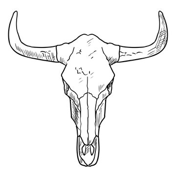 Buffalo skull. Vector sketch. Isolated on white. Hand drawn style.
