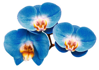 Phalaenopsis   blue   flower,   isolated background with clipping path.  Closeup.   For  design.   Transparent background.    Nature.