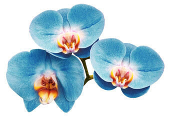 Phalaenopsis     flower  on   isolated background with clipping path.  Closeup.  no shadows.   For ...