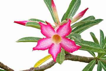 Adenium flowers in the morning with night dew.
