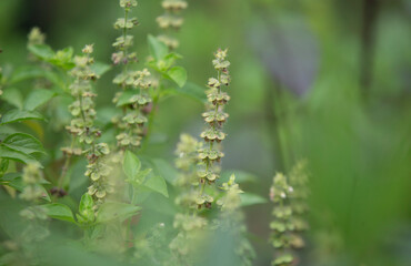 Close up of basil leaves in the garden. (Ocimum basilicum)