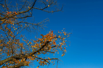 紅葉した桜の木　