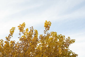 秋の黄葉に変わった桑の木