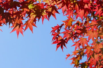 かえでの紅葉のクローズアップ　青空背景
