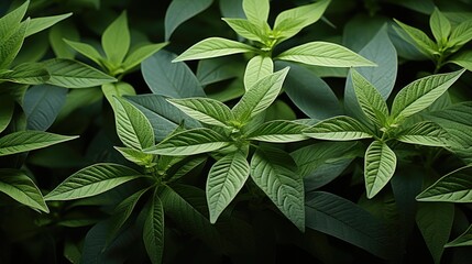 Green Leaves Pattern Background, Natural green leaves background texture.