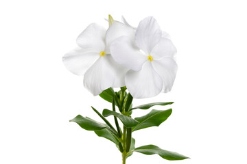 Obraz premium 白いニチニチソウ Catharanthus roseus