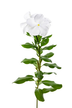 白いニチニチソウ　Catharanthus roseus