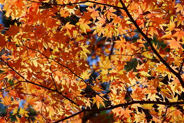 カエデの紅葉