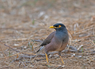 Common myna