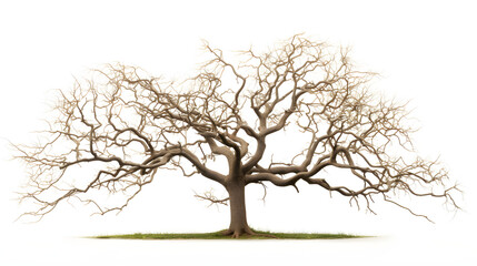 Nature's Grace: A Lone Tree Vine Against a White Expanse