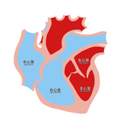 心臓断面のシンプルなイラスト