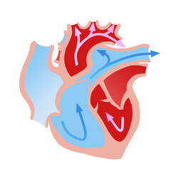 心臓断面のシンプルなイラスト