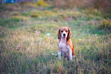 A tri-color beagle dog watches over cows in the field on sunny day.