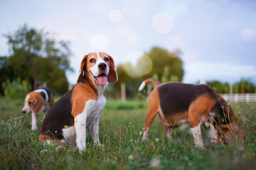 Portrait shot focus on face and eye for one of tri-color beagle dog  playing with others on the grass field in the evening ,bokeh background,selective focus ,shallow depth of field.