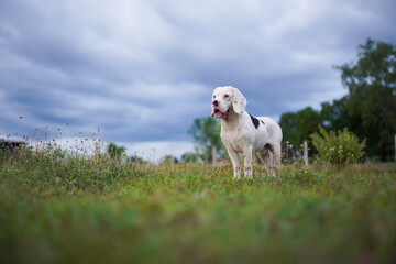 A white fur beagle ,special type of beagle dog, standing on the green grass in the yard on sunny day.
